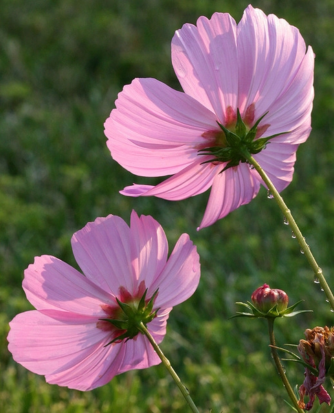 Cosmos bipinnatus