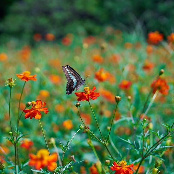 Cosmos sulphureus