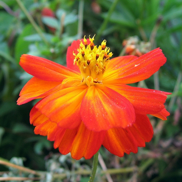 Cosmos sulphureus