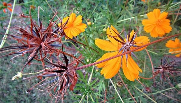 Cosmos sulphureus
