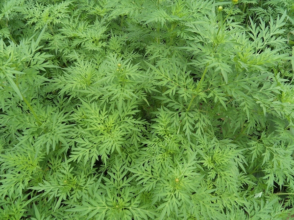 Cosmos sulphureus