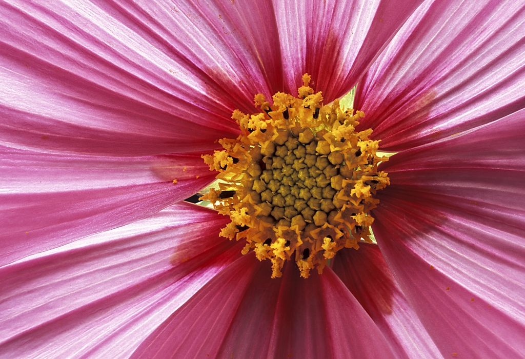 Cosmos bipinnatus