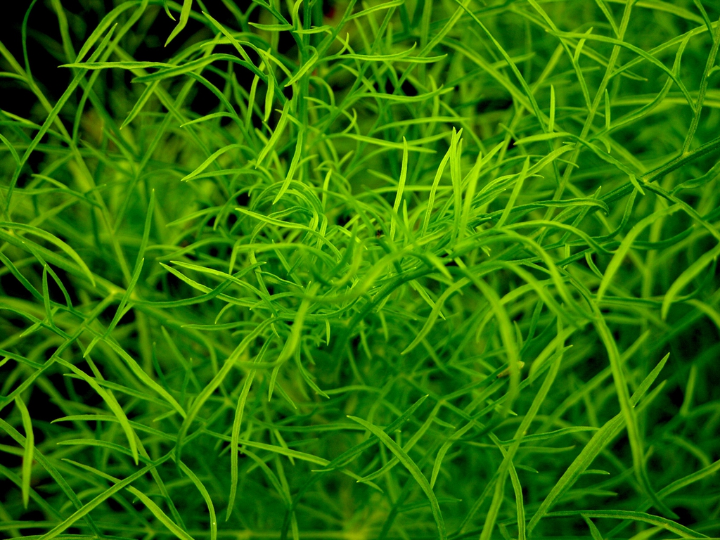 Cosmos bipinnatus