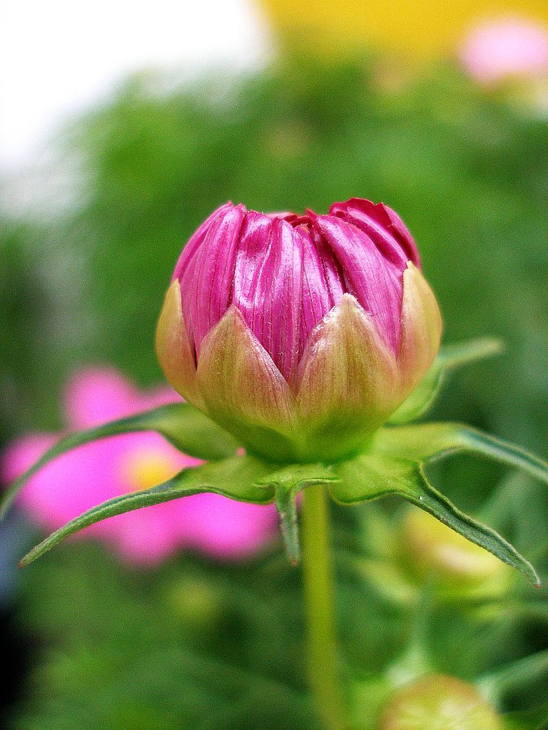 Cosmos