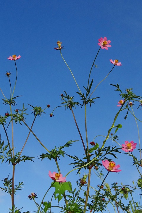 Cosmos