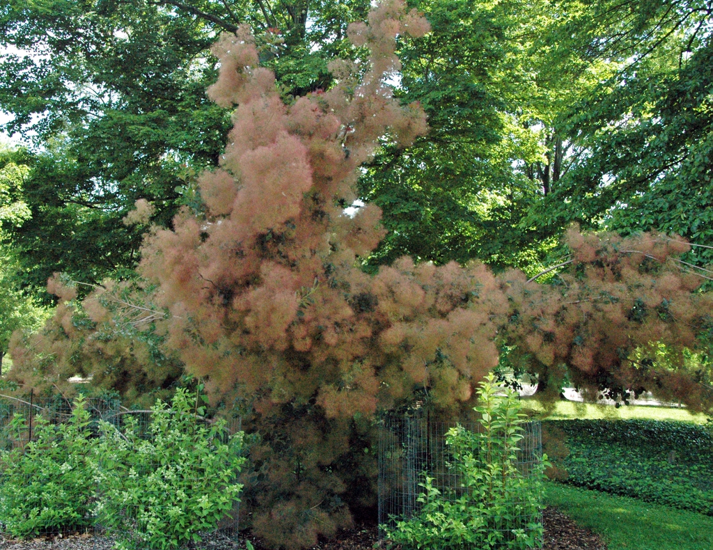 Cotinus Coggygria