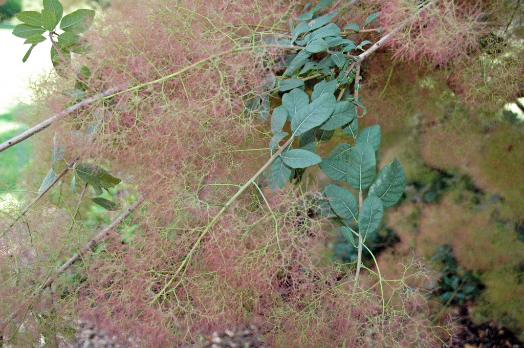 Cotinus Coggygria