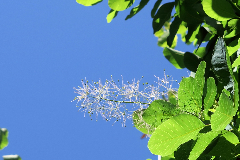 Cotinus obovatus