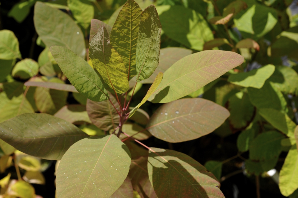 Cotinus obovatus