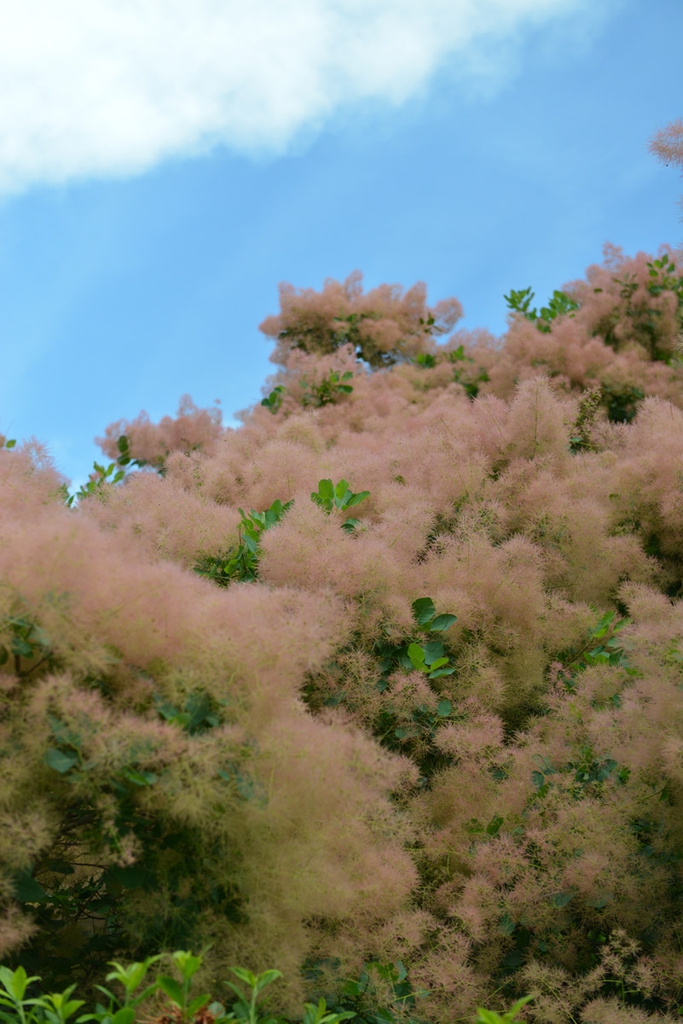 Cotinus obovatus