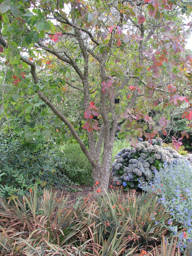 Cotinus obovatus