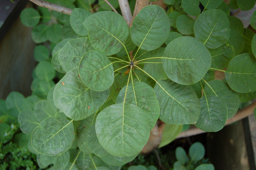 Cotinus Coggygria 'Ancot'