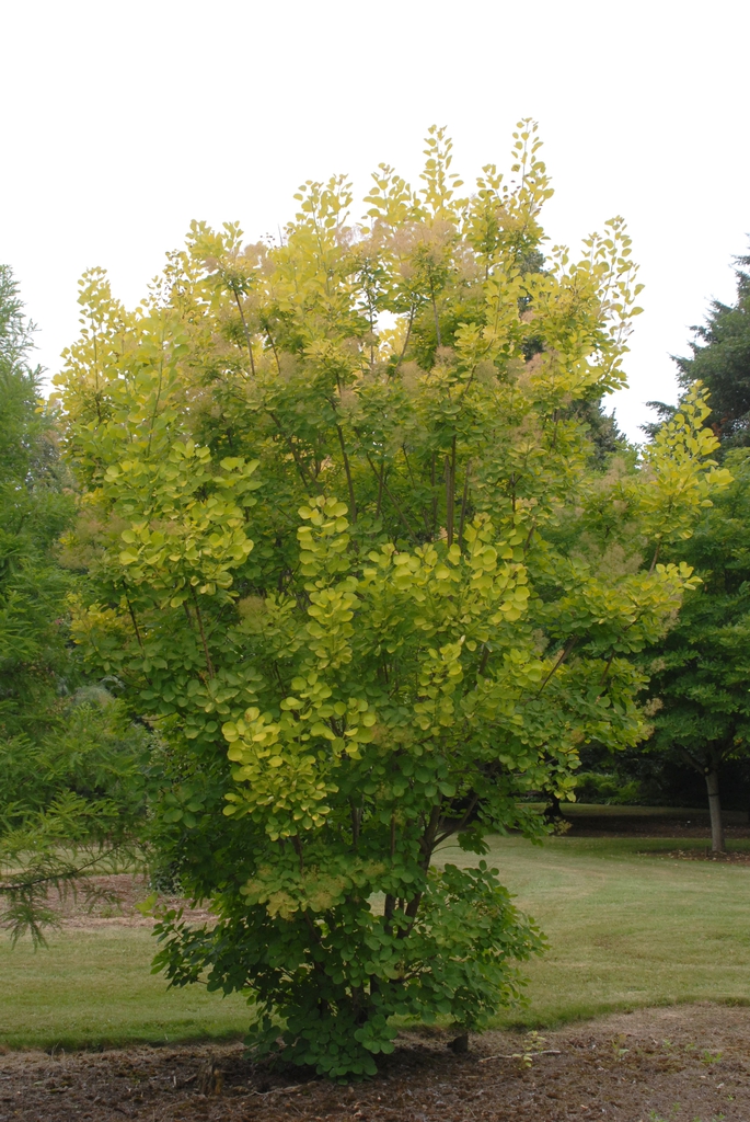 Cotinus coggygria