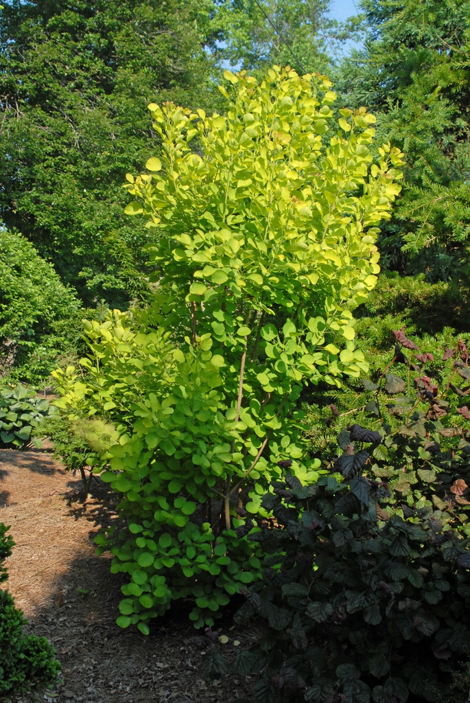 Cotinus coggygria
