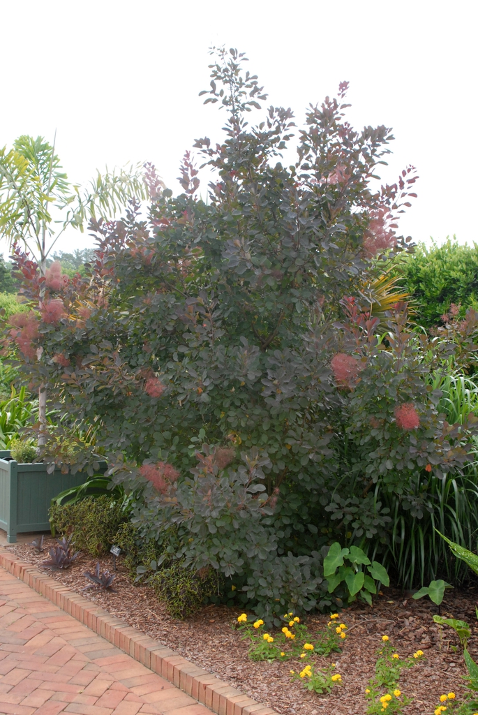 Cotinus coggygria
