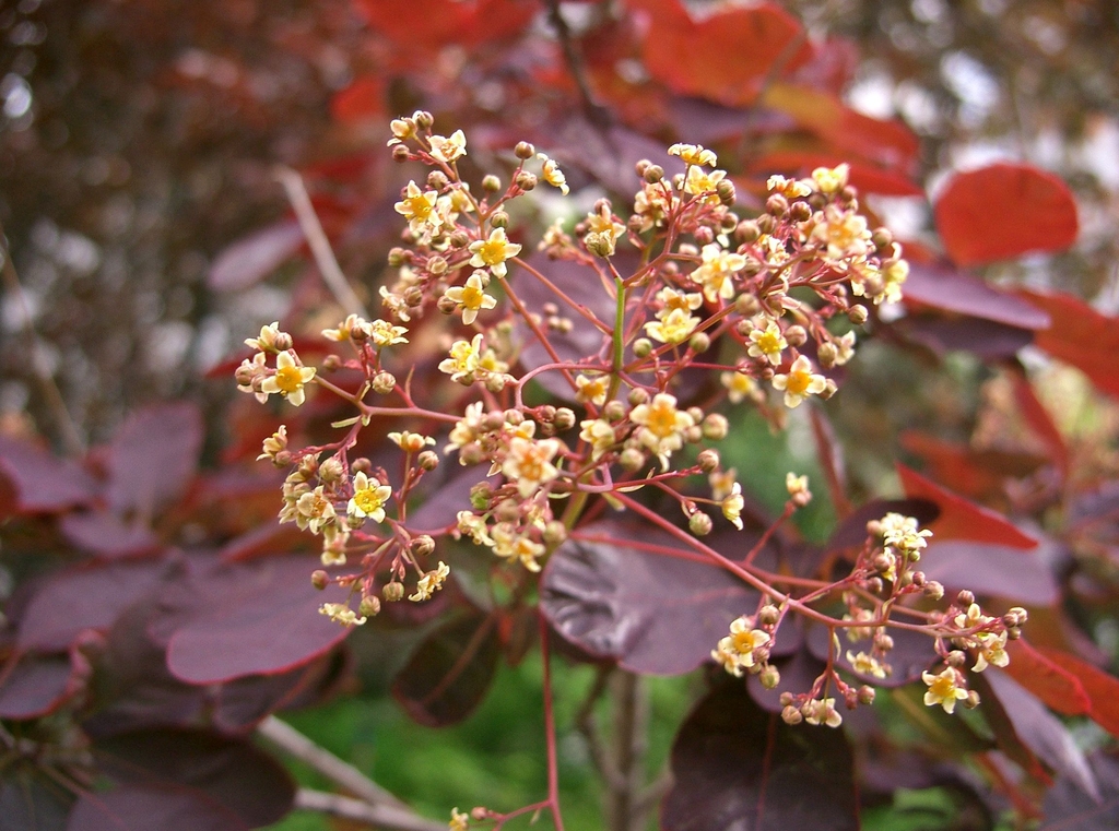 Small yellowish cluster of flowers