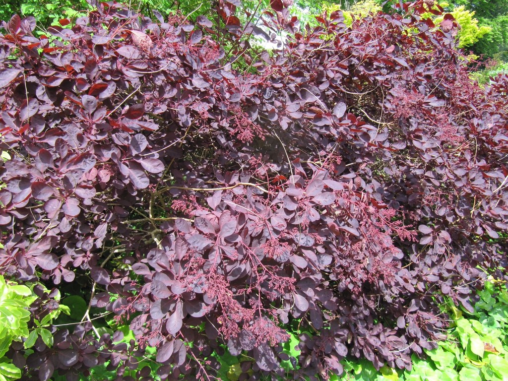 Cotinus coggygria 'Royal Purple'