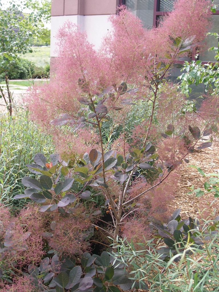 Cotinus coggygria 'Royal Purple'