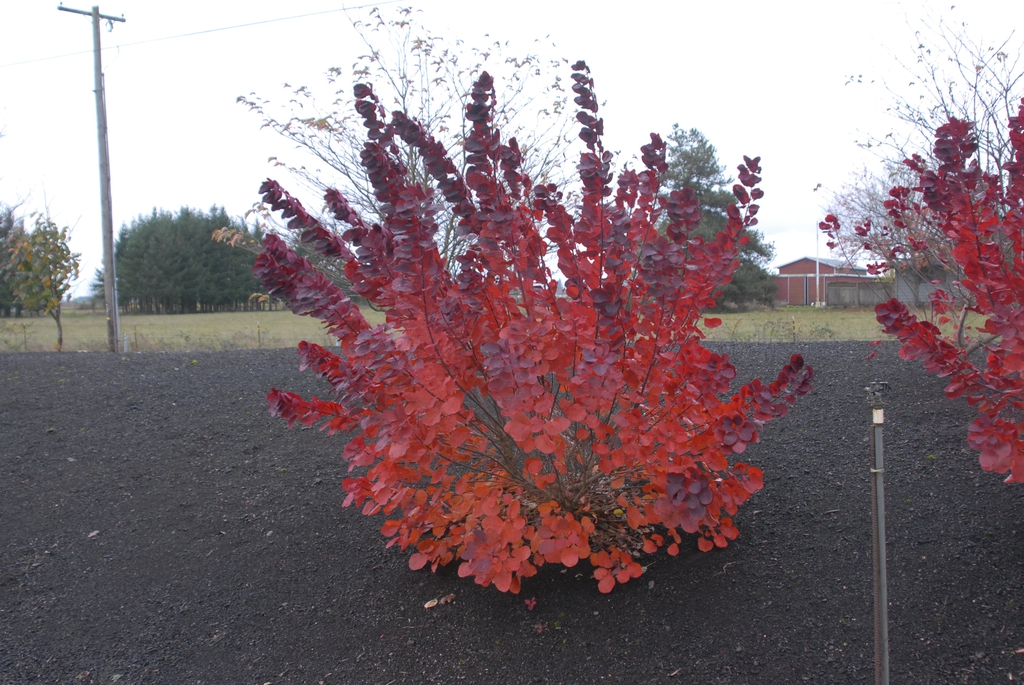 Cotinus coggygria 'Royal Purple' - fall foliage full plant