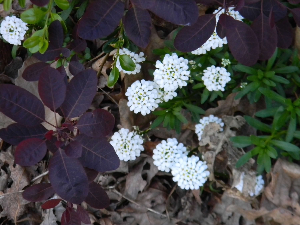 Cotinus coggygria 'Royal Purple'