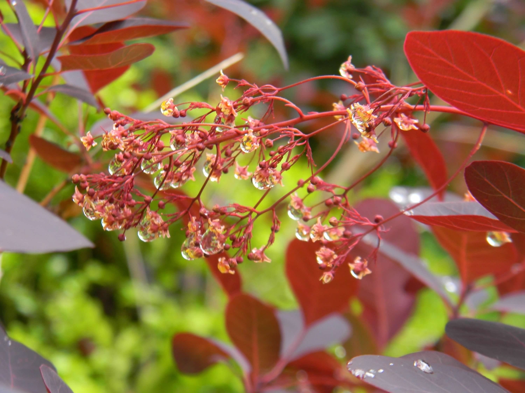 Cotinus coggygria 'Royal Purple'