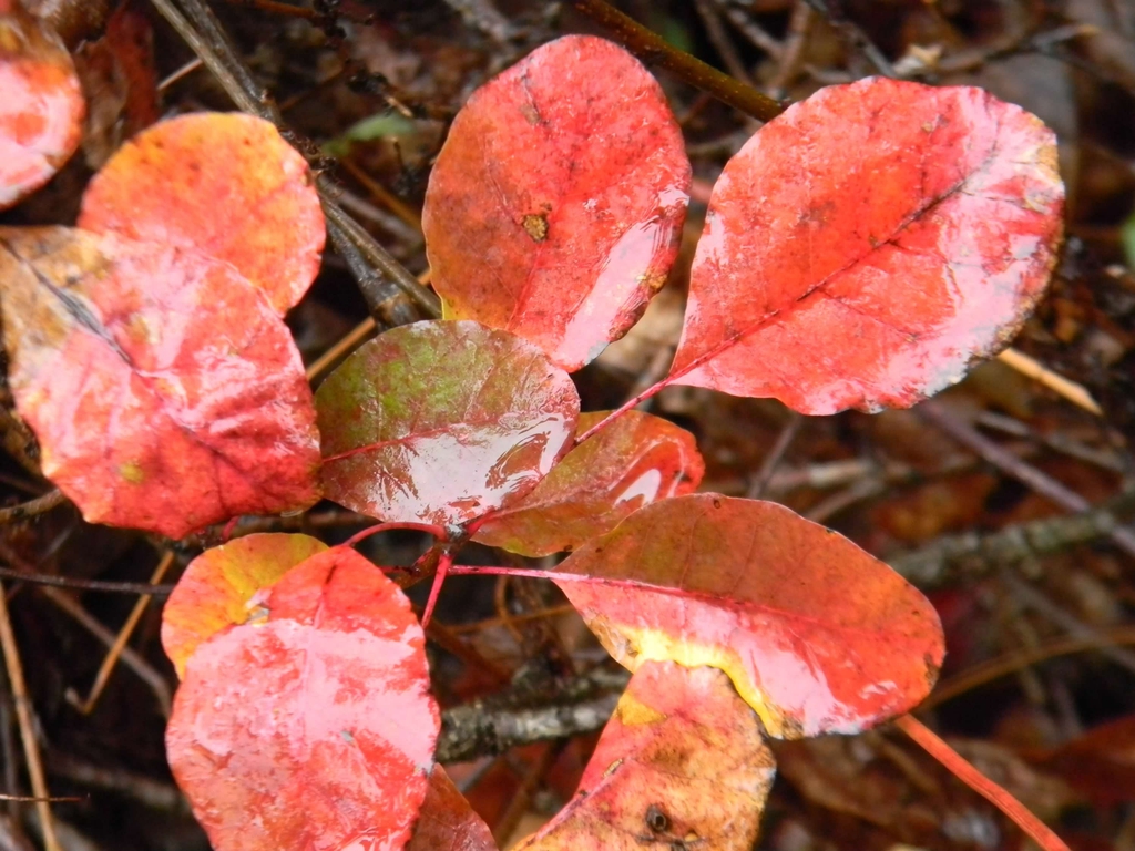 Cotinus coggygria 'Royal Purple'