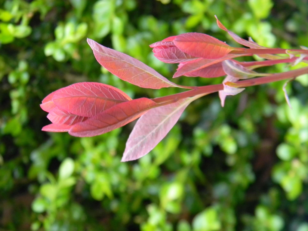 Cotinus coggygria 'Royal Purple'