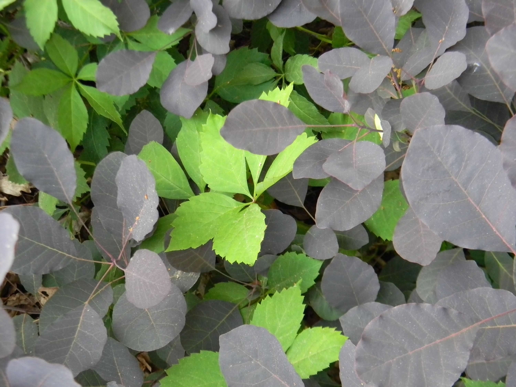 Cotinus coggygria 'Royal Purple'