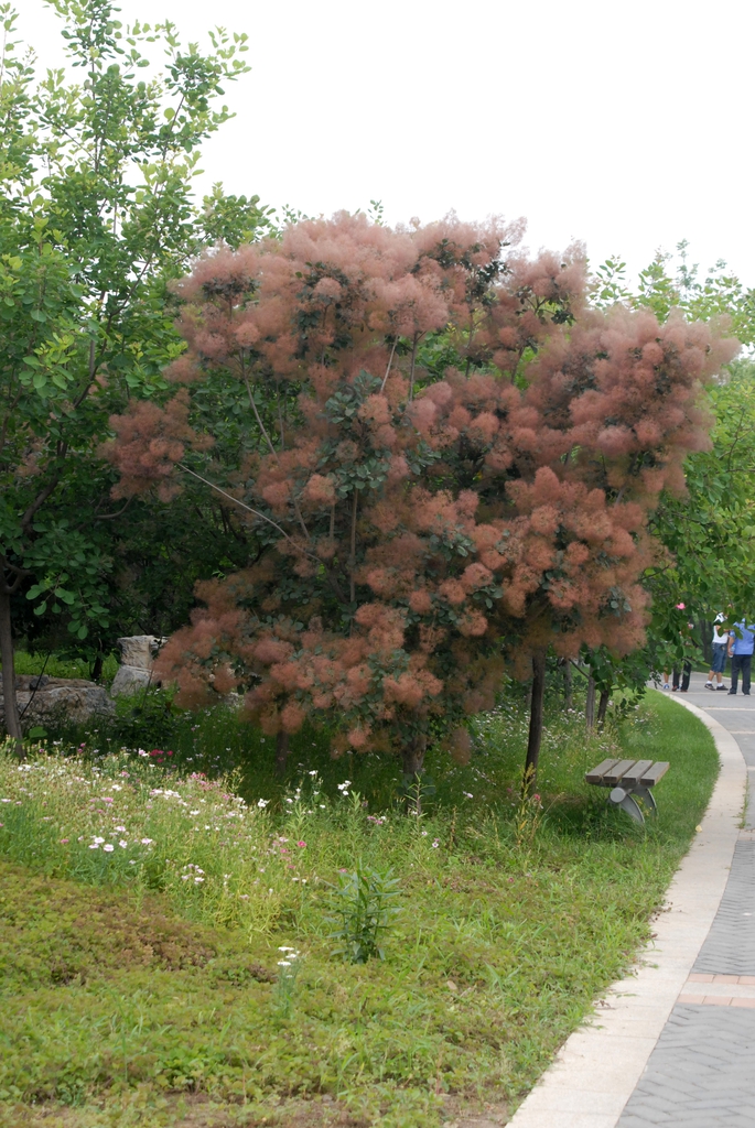 Cotinus coggygria