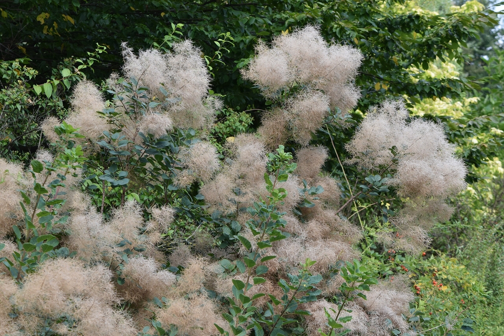 Light gray seedheads giving the smoky appearance