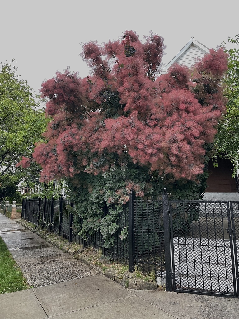 Full grown tree in bloom with pinkish plumes