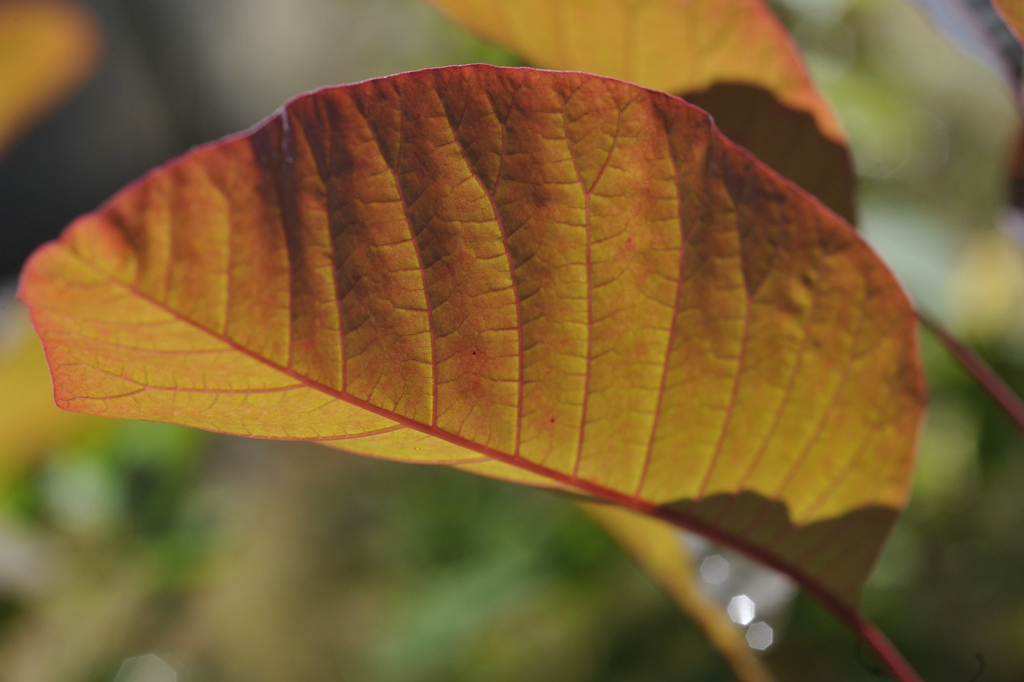 Cotinus 'Grace'