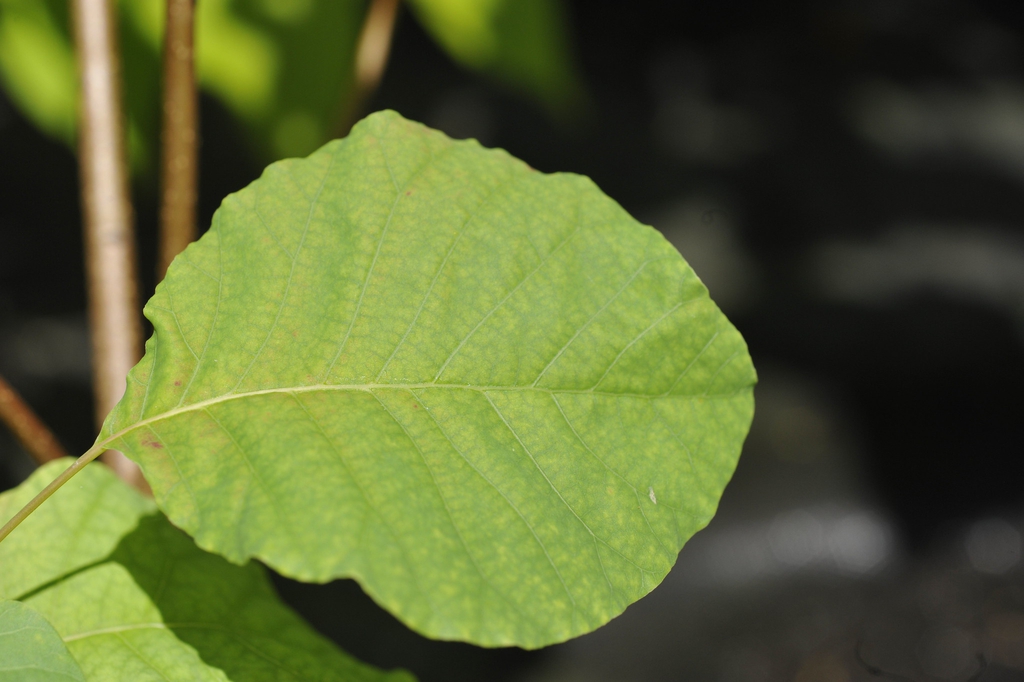 Cotinus 'Daydream'