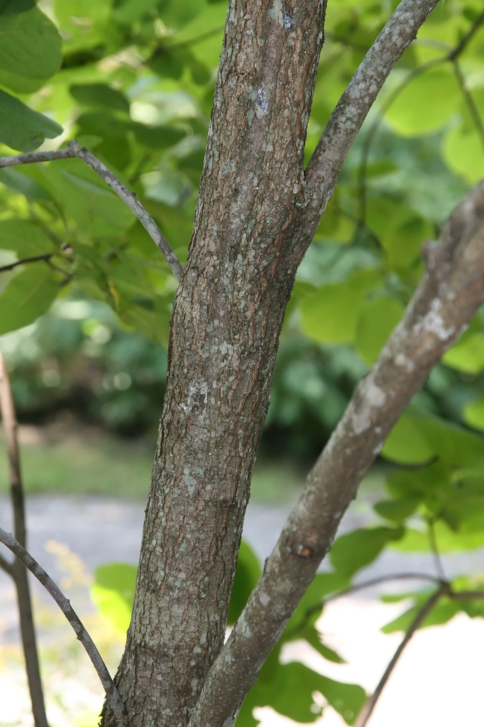 Cotinus obovatus