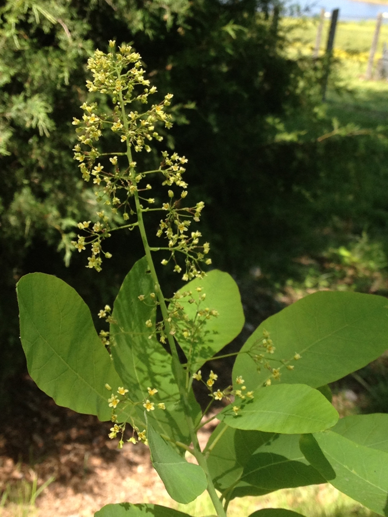 Cotinus obovatus