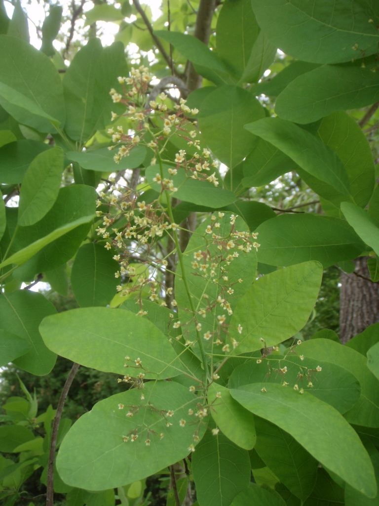 Cotinus obovatus - flower up close