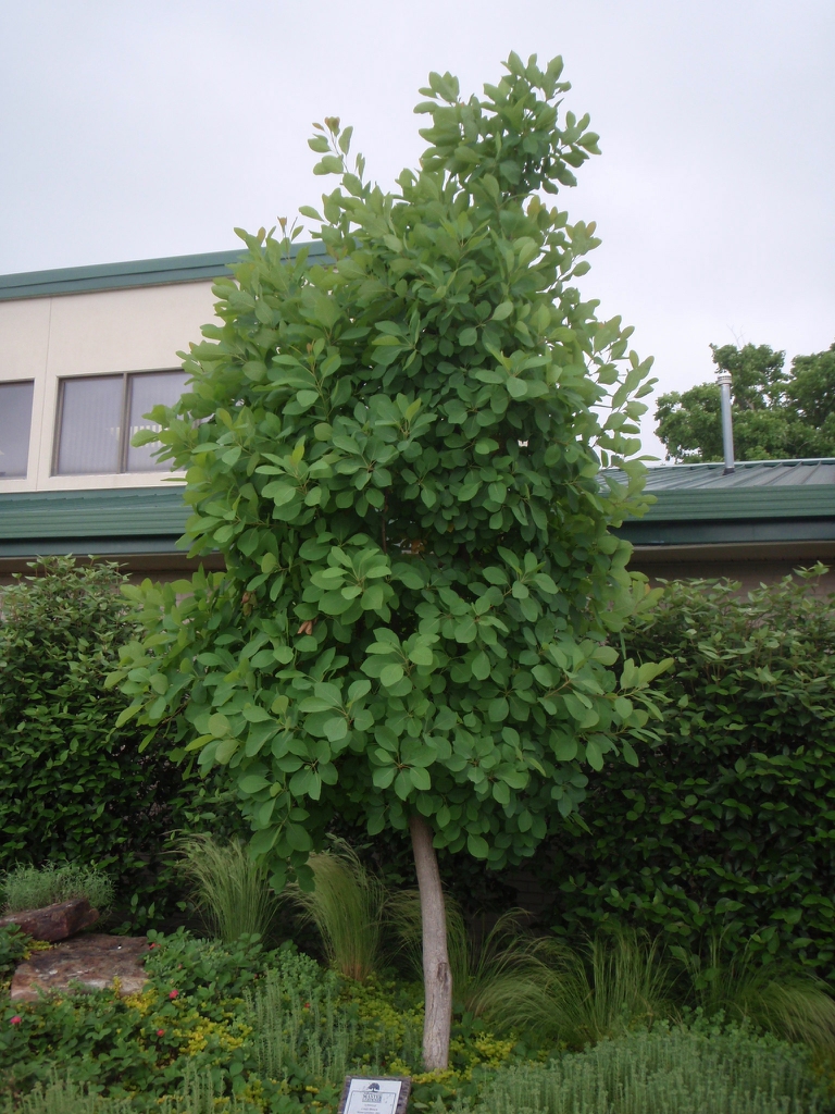 Cotinus obovatus
