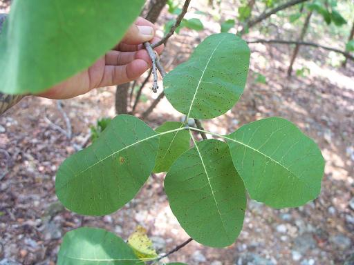Cotinus obovatus
