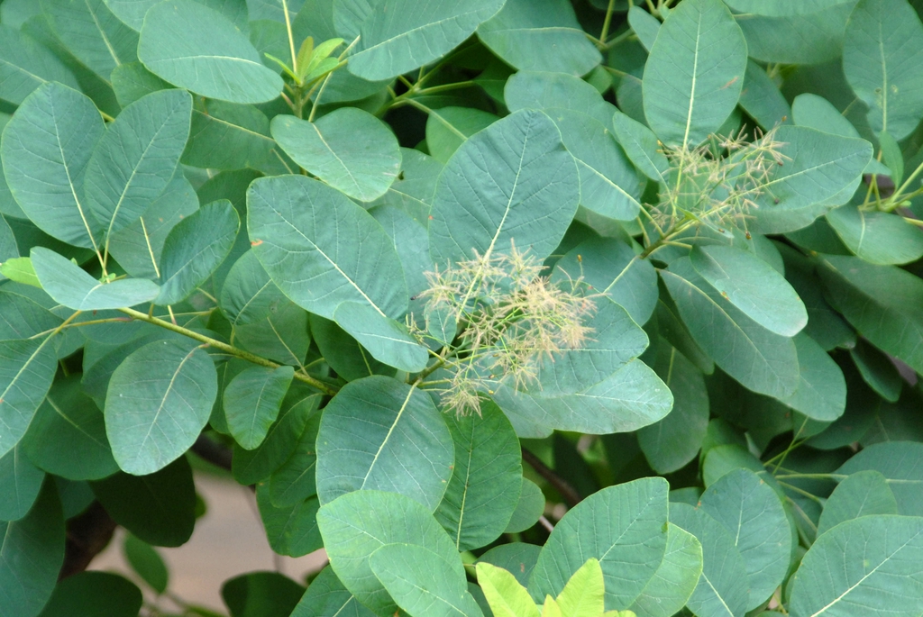 Cotinus obovatus