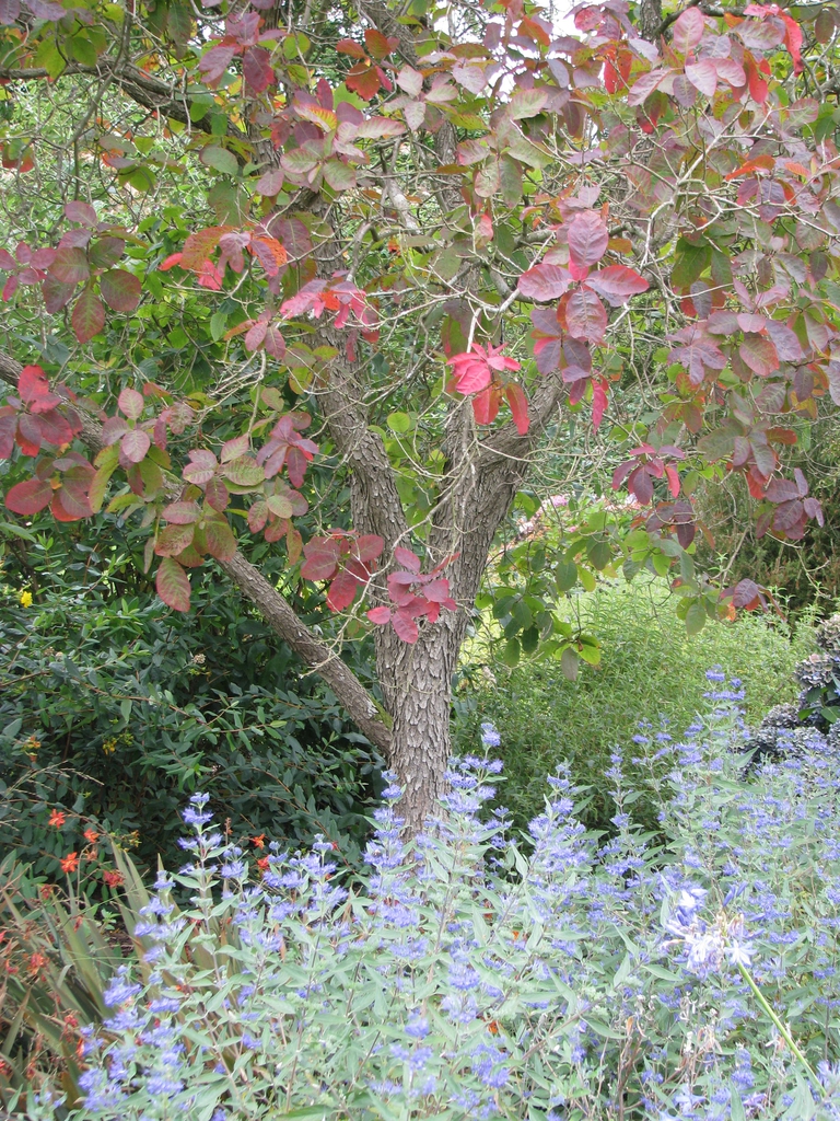 Cotinus obovatus