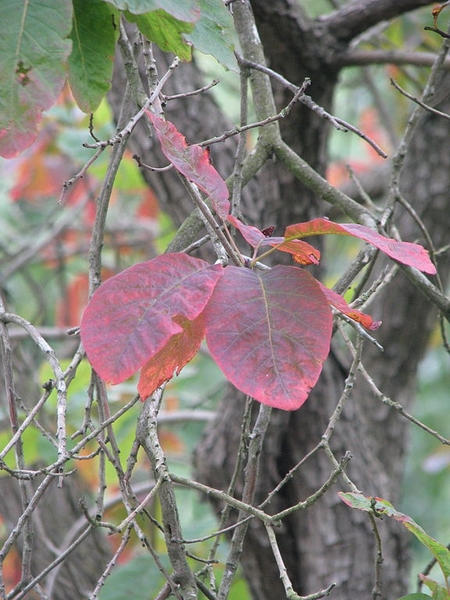 Cotinus obovatus