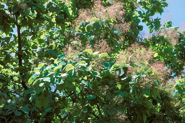 Cotinus obovatus