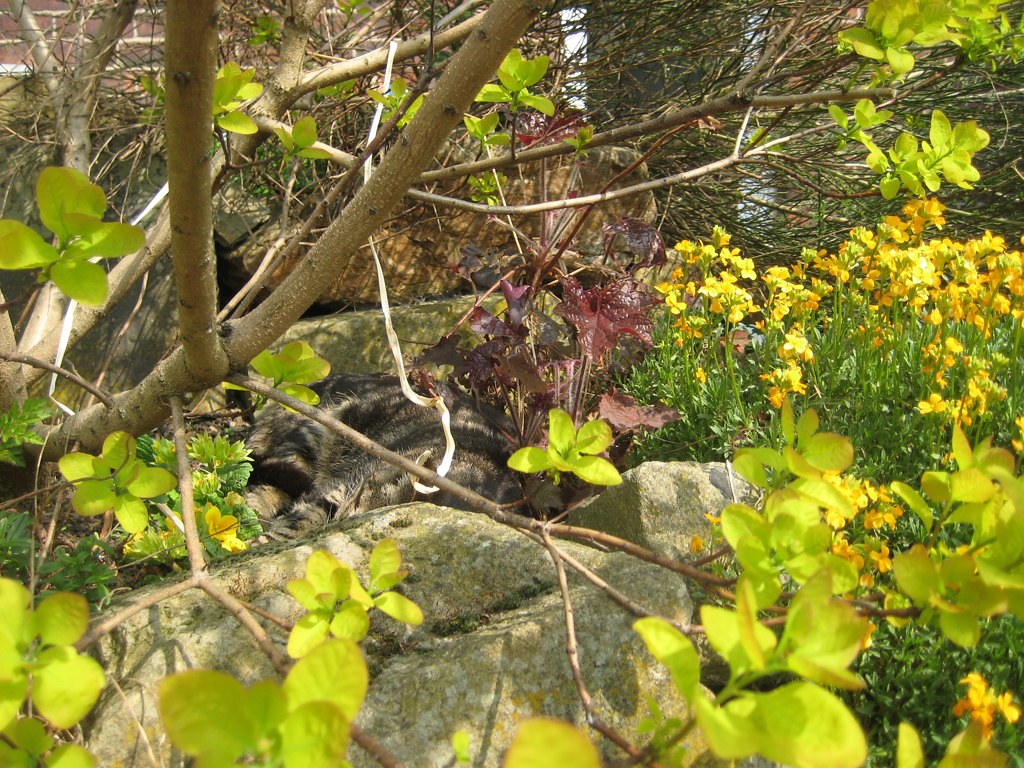 Cotinus
