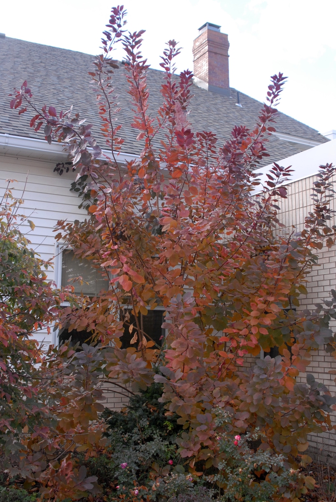 Fall Form