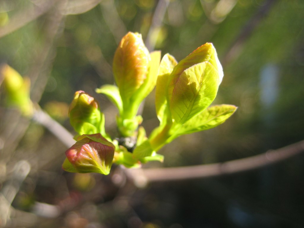 Cotinus