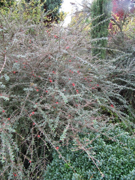 Cotoneaster conspicuus