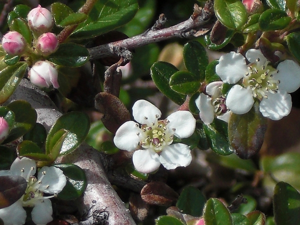 Cotoneaster dammeri