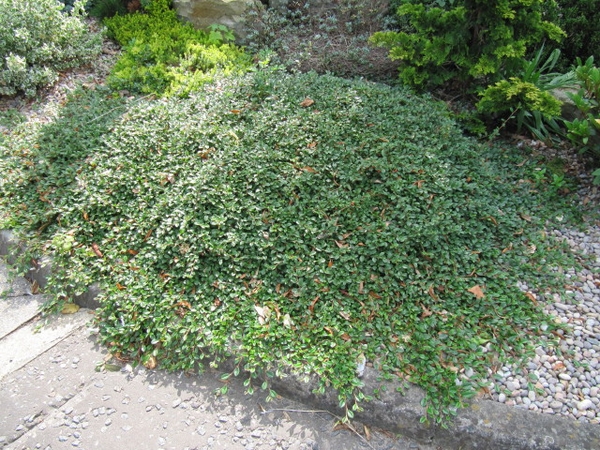 Cotoneaster dammeri