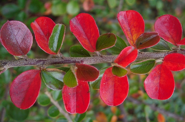 Cotoneaster horizontalis