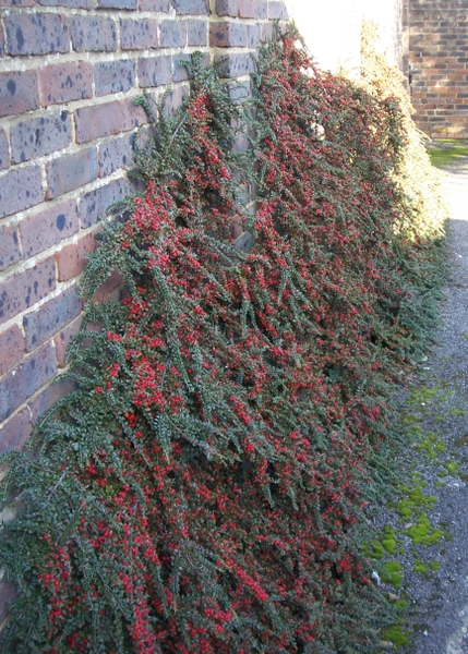 Cotoneaster horizontalis